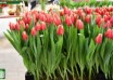 Tulipa Kelly (2)